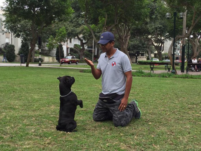 Dog Training Lima Ohio: Comprehensive Guide to Training Your Canine Companion
