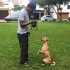 ADIESTRAMIENTO CANINO LIMA - VIP DOG TRAINING