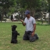 ADIESTRAMIENTO CANINO LIMA - VIP DOG TRAINING